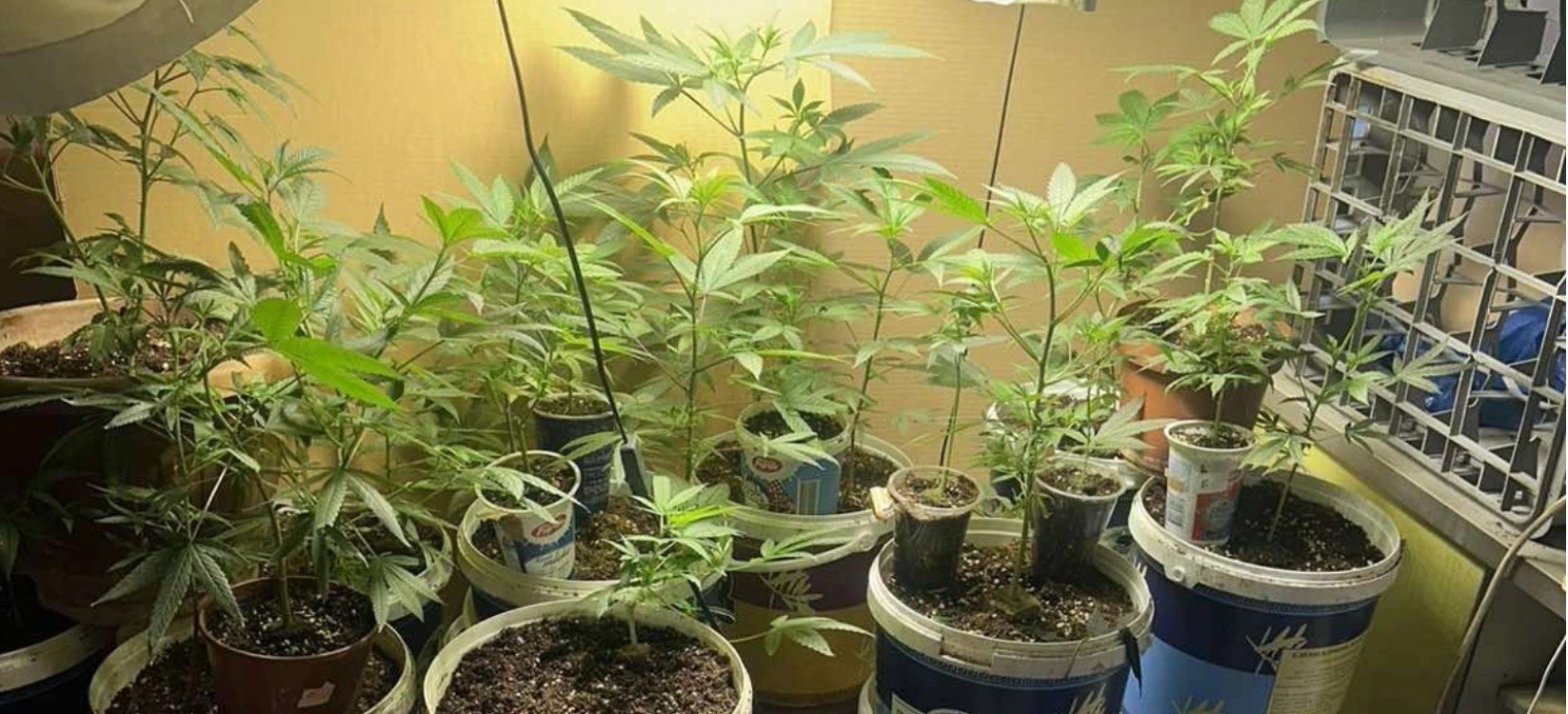 Bastisje në Shkup, gjenden drogë dhe kultivime kanabisi, ndalohet një person
