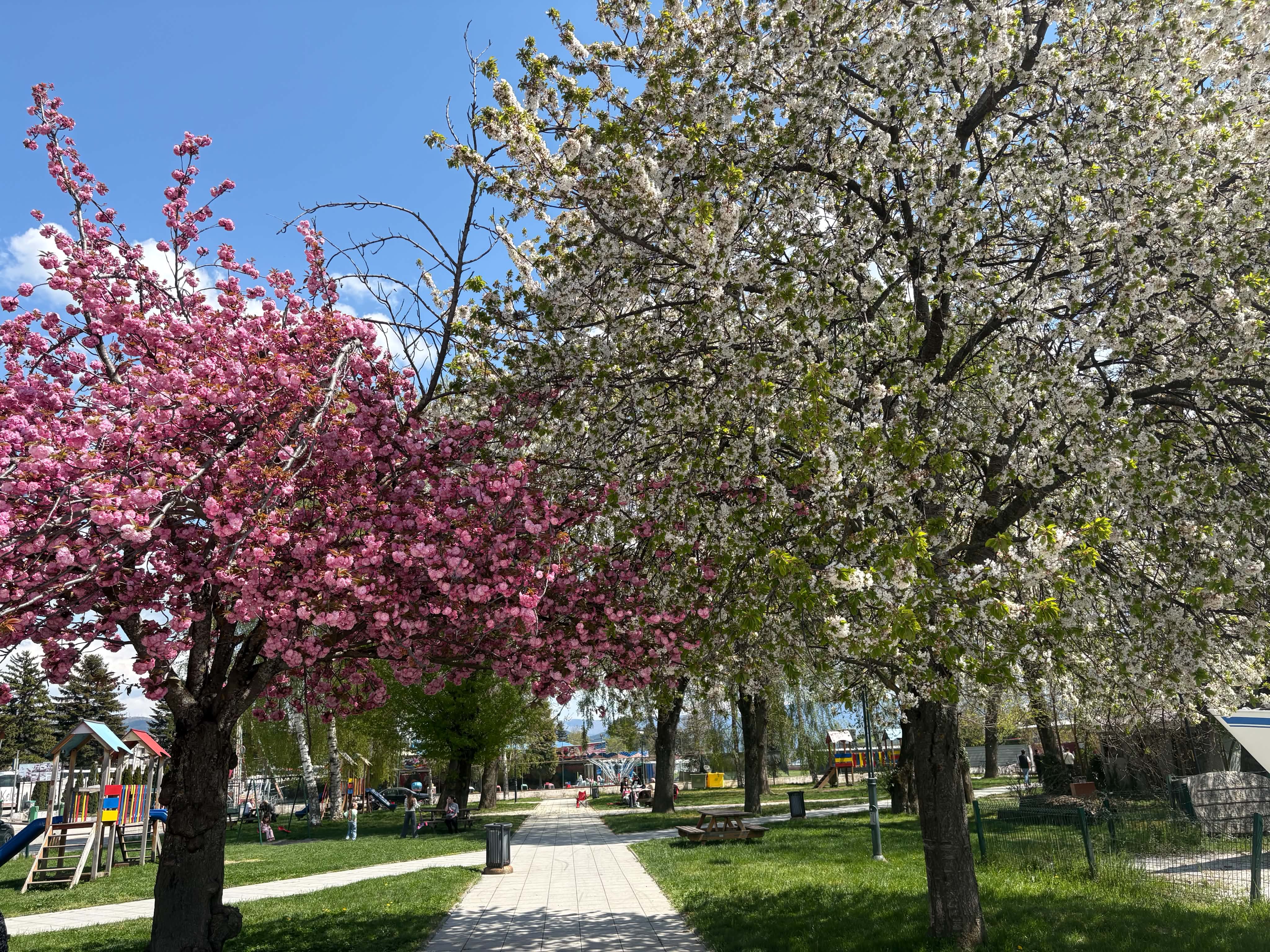 Struga n&euml; pranver&euml; merr nj&euml; pamje t&euml; gjall&euml; dhe freskuese/ Foto: A.Shaqiri

