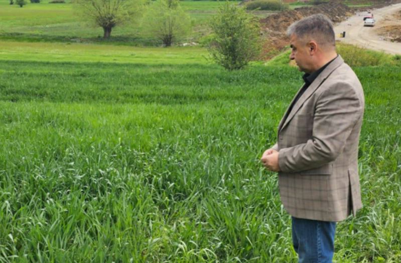 Nga Komuna e Gjilanit thonë se janë rritur sipërfaqet e mbjella me grurë