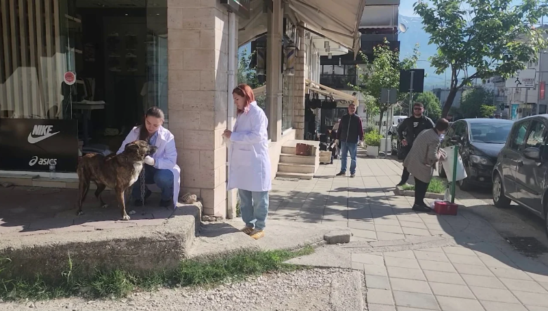 Qentë endacakë ishin kthyer në problem, më e prekur zona muzeale e qytetit të Gjirokastrës