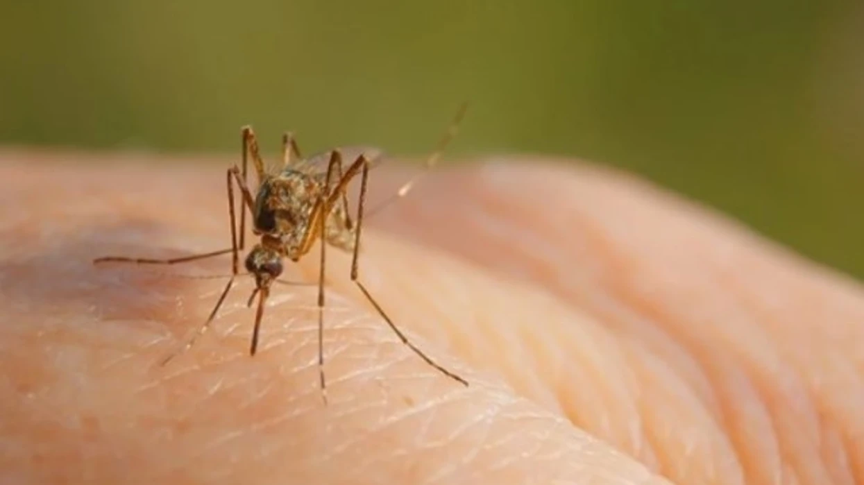 Gjatë kësaj jave në Maqedoni janë regjistruar shtatë raste të reja me infeksion nga virusi i Nilit Perëndimor