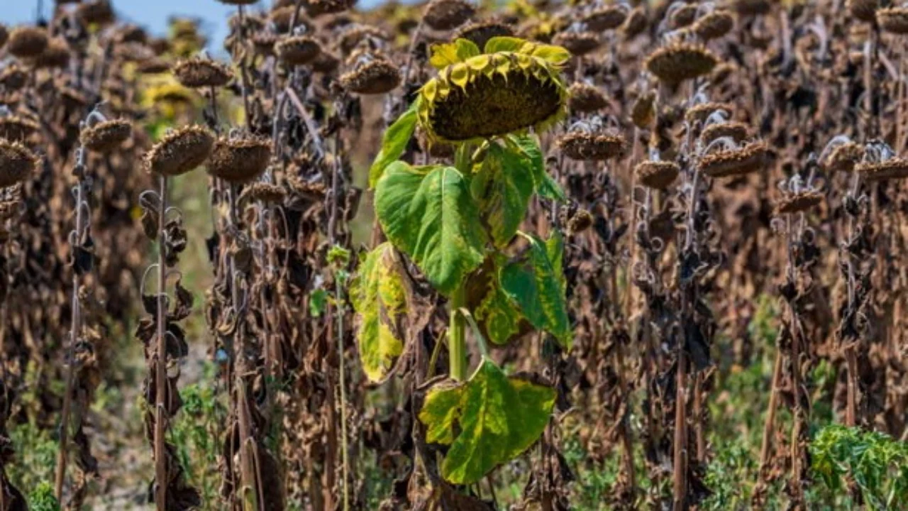 Vapa ekstreme godet Evropën Qendrore dhe Lindore, termometri shkon në 42 gradë në Sllovaki, Polonia preket nga kriza energjetike