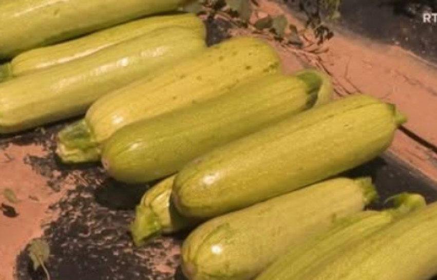 rendiment-i-mire-i-kungulleshkes-e-kungujve-por-tregu-mbetet-sfide