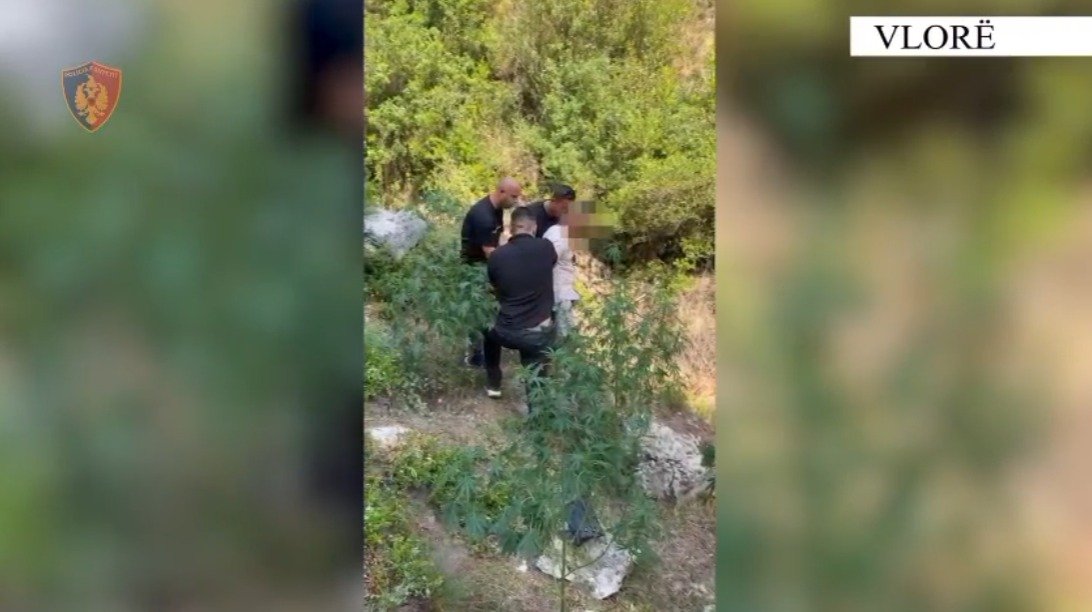 U kap në flagrancë në parcelën që kishte mbjellë me kanabis, arrestohet 33-vjeçari në Vlorë