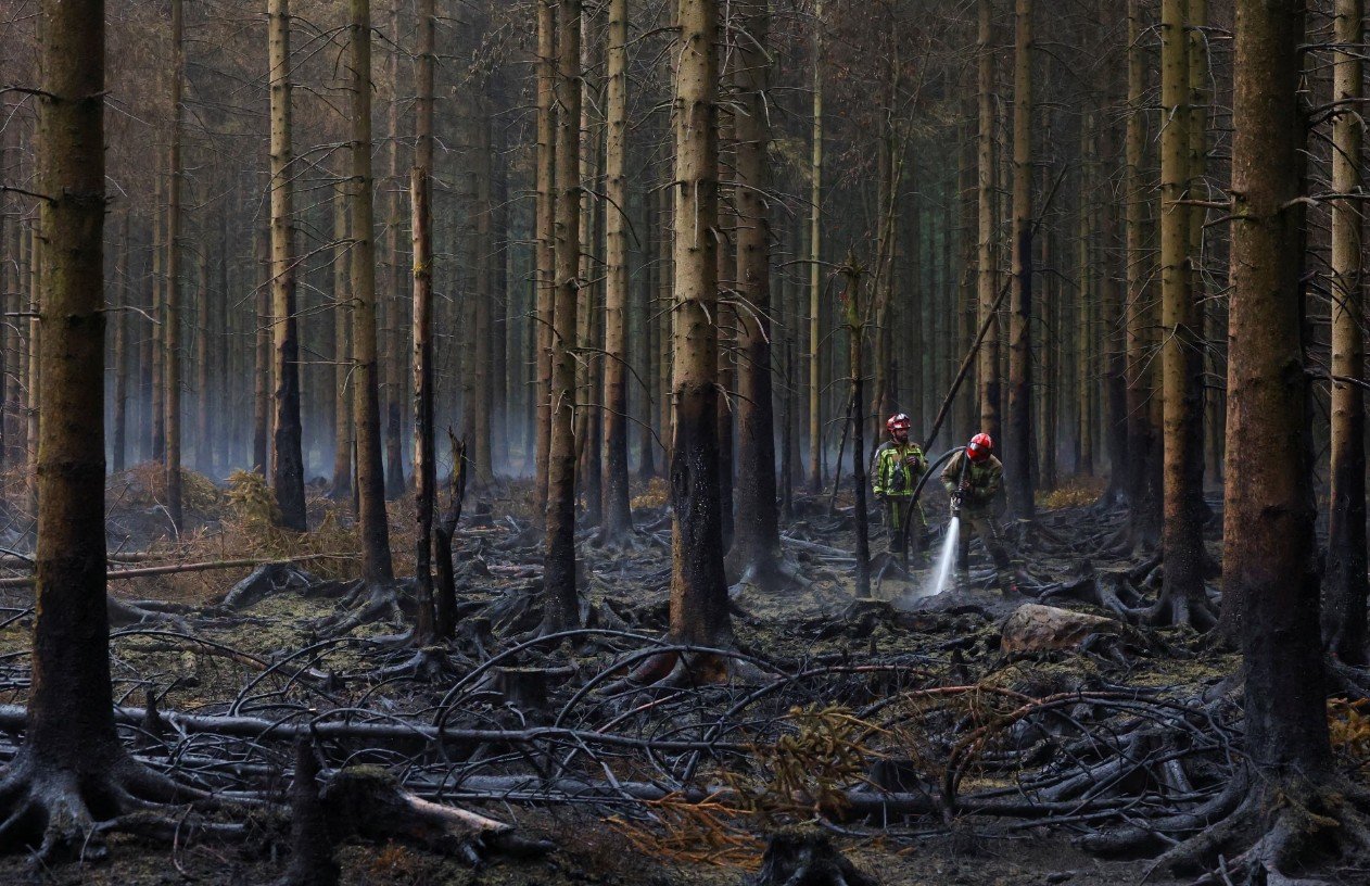 Zjarrfik&euml;sit belg&euml; punojn&euml; n&euml; nj&euml; pyll t&euml; prekur nga nj&euml; zjarr Foto: Yves Herman/Reuters
