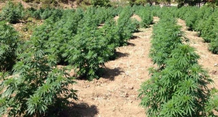 Zbulohen 400 bimë kanabisi në disa miniparcela në Fushë-Arrëz,
