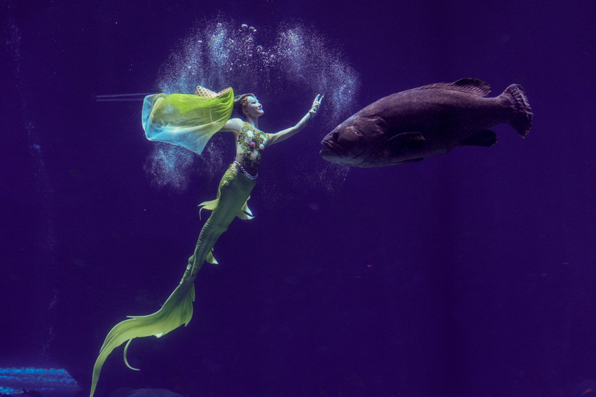 Sirena kineze