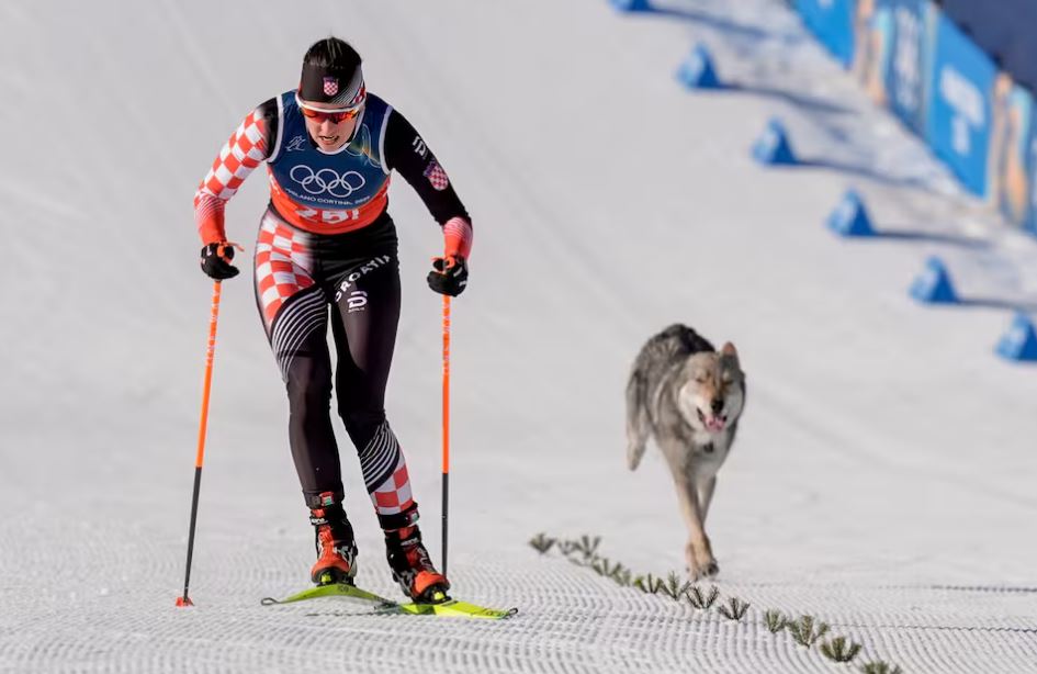 Ndiqet nga një kafshë e arratisur në mes të garës olimpike