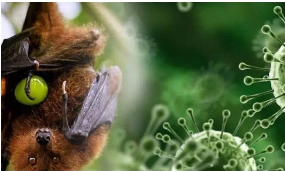 Aeroporti i Balit shtrëngon kontrollet për shkak të virusit Nipah