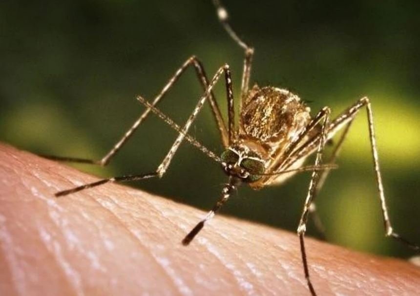 Dy raste të etheve të Nilit Perëndimor në Klinikën për sëmundje infektive në Shkup