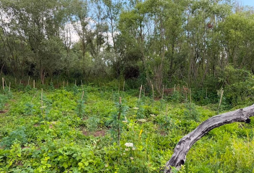 Dy të arrestuar në Podujevë  kapen në flagrancë me 201 bimë kanabisi