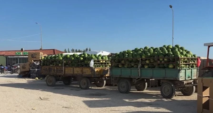 “Grumbulluesit po na falimentojnë”, fermerët akuzojnë pikat e grumbullimit për uljen drastike të çmimeve