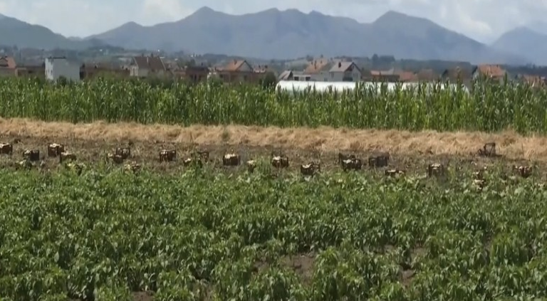 Rendimente të mira, por fermerët përballen me kosto të larta të prodhimit