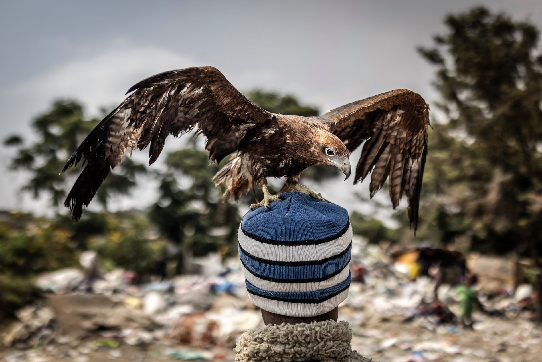 Nairobi, Keni

Rodgers Oloo Magutha, i njohur si &ldquo;Njeriu i Zogjve i Nairobit&rdquo;, mban t&euml; ekuilibruar mbi kok&euml; nj&euml; huta...