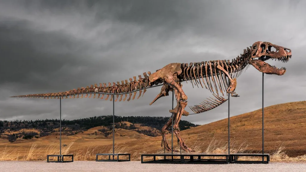 Skeleti i dinosaurit Tyrannosaurus rex, më i shtrenjtë i shitur ndonjëherë