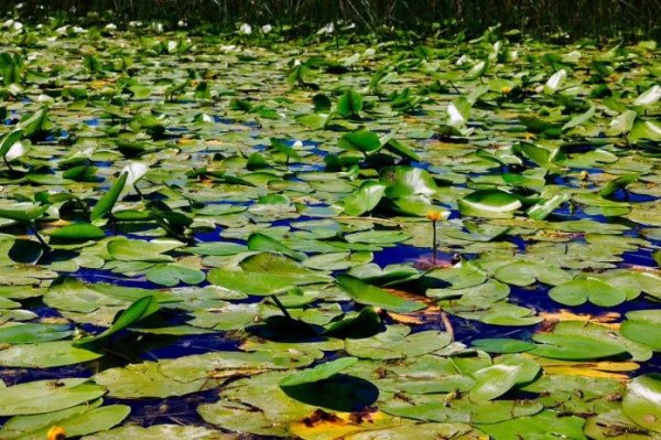Rama: Liqeni i Shkodrës pjesë e UNESCO-s, thesar natyror me biodiversitet të jashtëzakonshëm