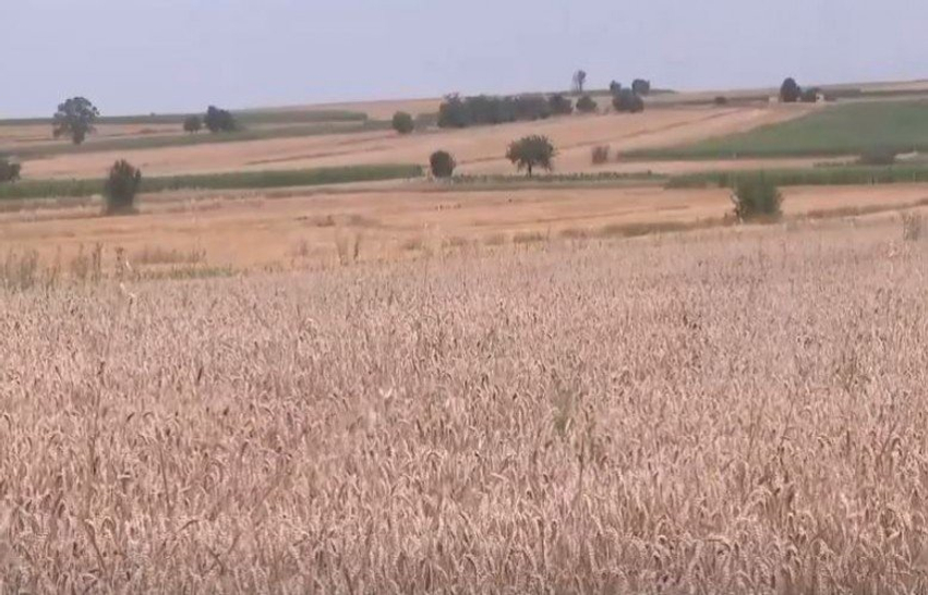 Fermerët ankohen për vështirësi  thonë se mullinjtë nuk po pranojnë grurin