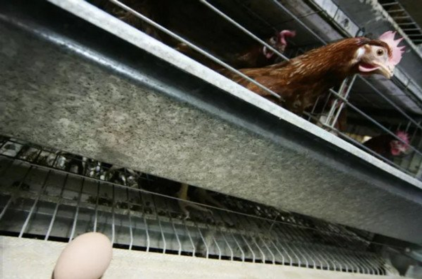 ​Rrezik për Salmonelë, 19 milionë vezë tërhiqen nga supermarketet