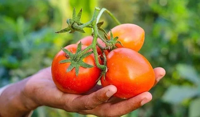 Shumica e njerëzve e hedhin atë pas një pikniku, kopshtarët e përdorin atë për të përmirësuar rritjen e domates