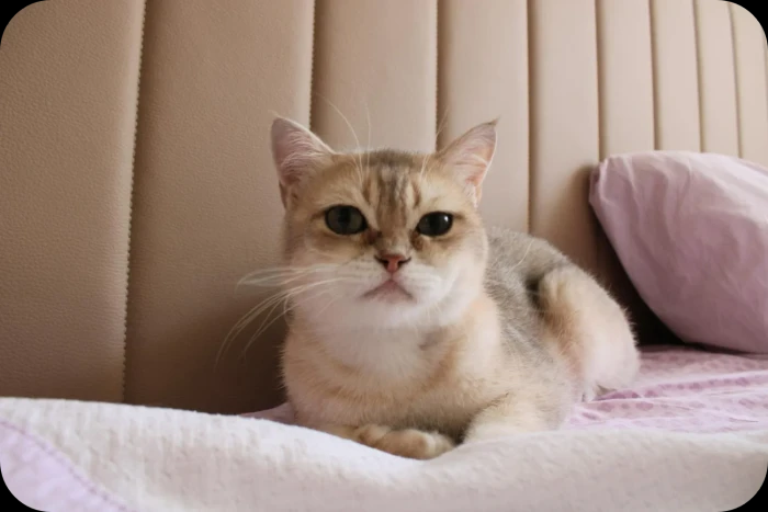 Burmilla, macja me gëzof të argjendtë që edhe qentë e duan