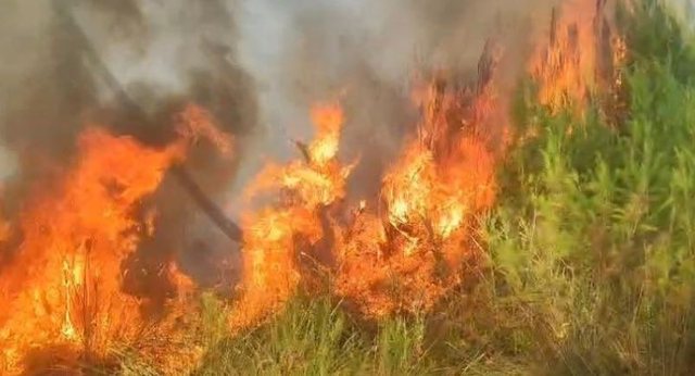 Flakë në Zvërnec, re të mëdha tymi mbulojnë Vlorën! Nis ndërhyrja e forcave zjarrfikëse