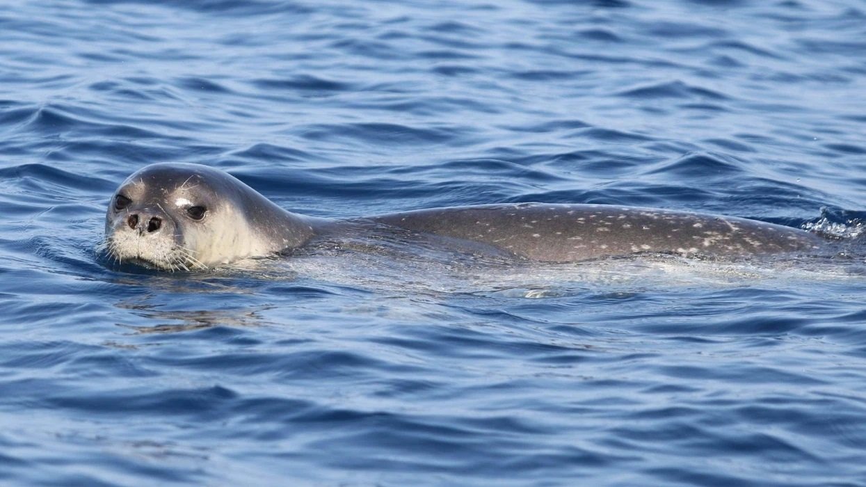 Një nga speciet më të rrezikuara në botë, foka Monaka rikthehet në Gjirin e Orikumit