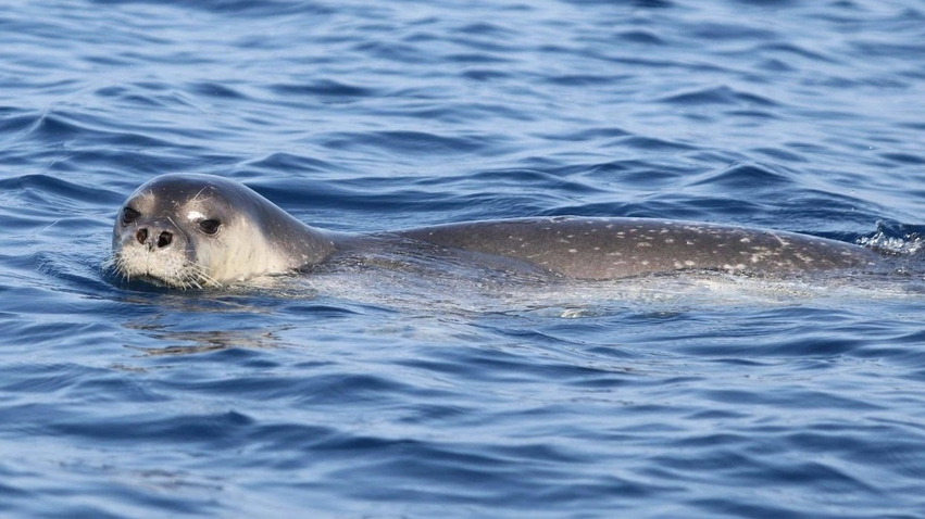 Një nga speciet më të rrezikuara në botë  foka Monaka rikthehet në Gjirin e Orikumit