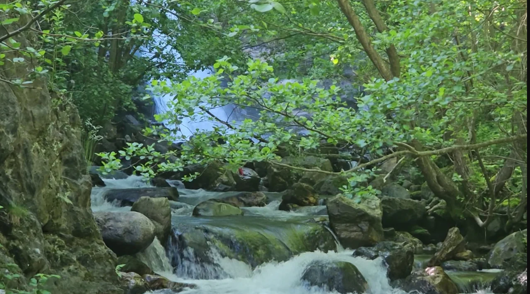 Mështekna tërheq turistët, pyjet e Shishtavecit kthehen në atraksion për vizitorët vendas e të huaj