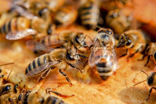 Bleta, kjo krijesë e brishtë me krahë të qelqtë, që mban ekuilibrin biologjik që mundëson jetën në Tokë