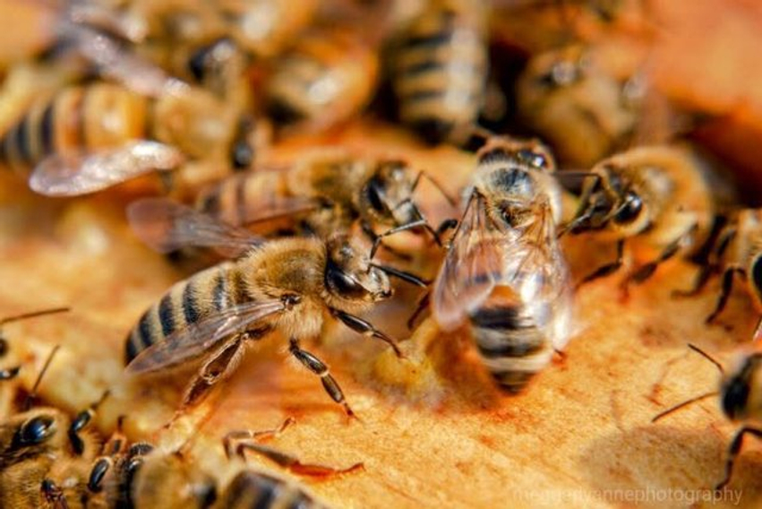 Bleta  kjo krijesë e brishtë me krahë të qelqtë  që mban ekuilibrin biologjik që mundëson jetën në Tokë
