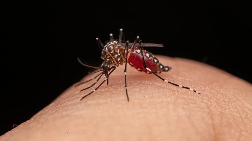 Regjistrohet rasti i parë me virusin Zika në Maqedoni  pacienti u infektua sa ishte për pushime në Maldive