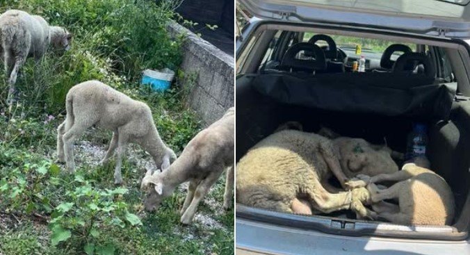 Prizren: Arrestohet i dyshuari që i vodhi qengjat dhe i shiti te dikush tjetër 