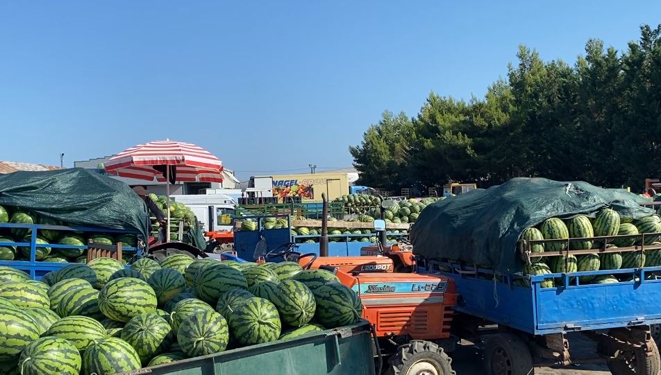 Zero fitime për kultivuesit e shalqirit në fushë të hapur në Divjakë/ Fermerët ngrenë alarmin, produktet mbeten pa shitur