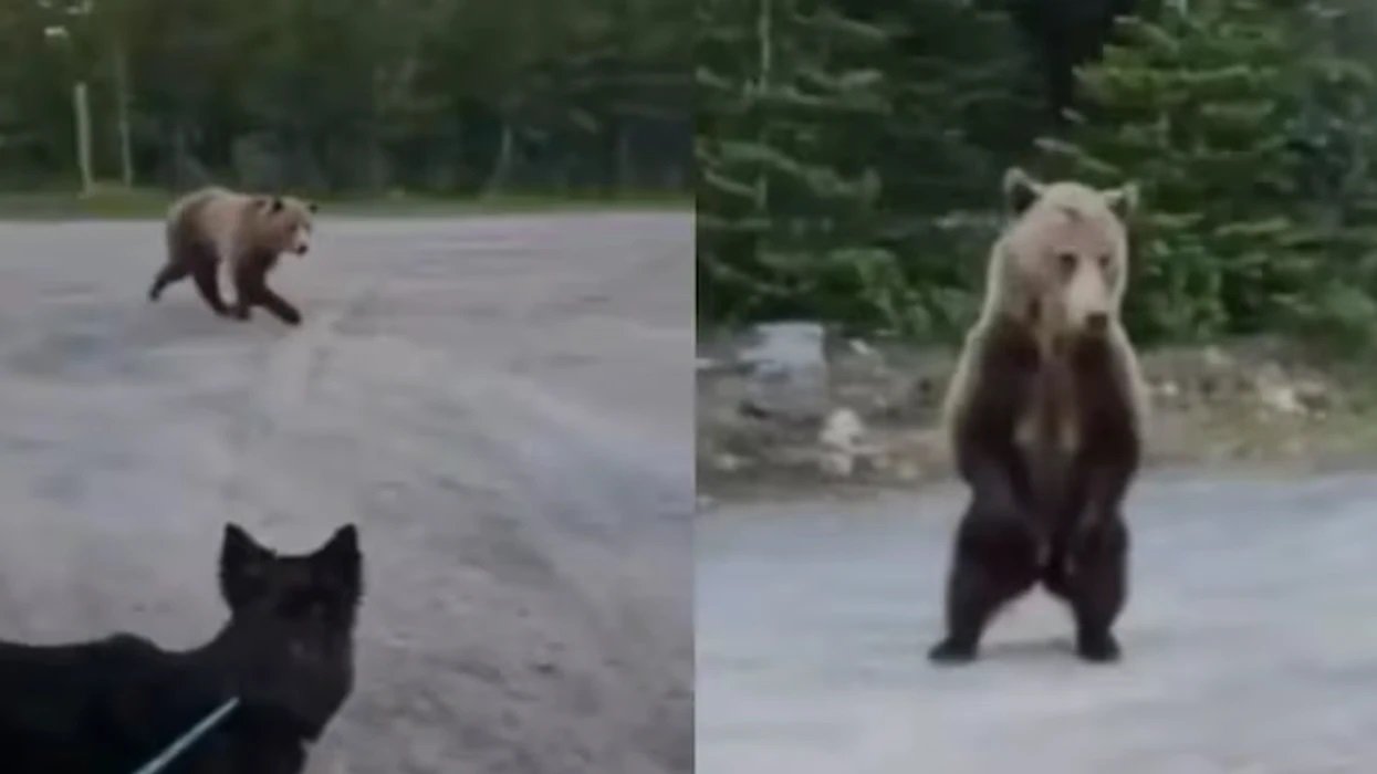 Video virale, gruaja dhe qeni i saj i shpëtojnë sulmit të një ariu