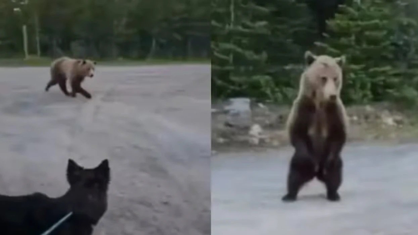Video virale  gruaja dhe qeni i saj i shpëtojnë sulmit të një ariu