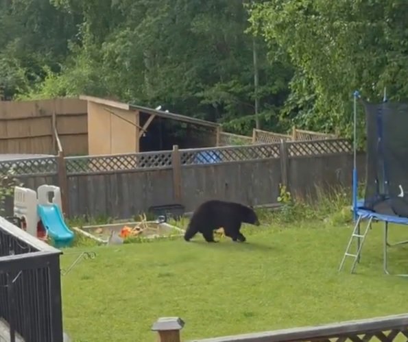 Moment i pazakontë në Kanada: Macja përzë ariun nga oborri dhe shpëton lagjen nga paniku!