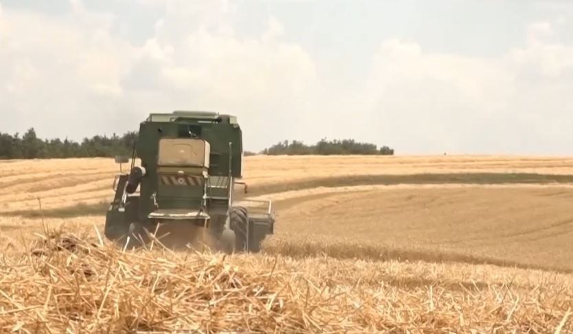 Fermerët presin një vit të mbarë me rendimente të larta dhe grurë cilësor