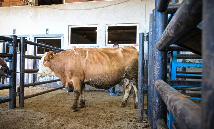 Zhvillimi i blegtorisë në Podujevë – 56 mëshqerra shpërndahen në fazën e parë