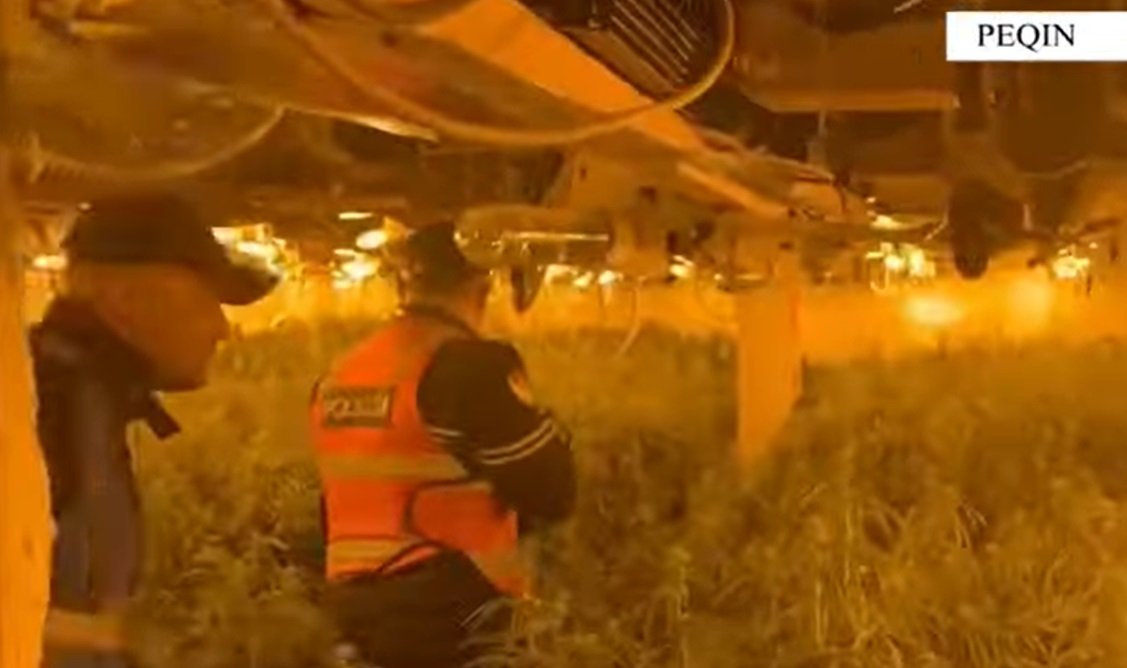 Momenti kur policia “mësyn” në magazinën e mbushur me kanabis. Shpallet në kërkim pronari, drejtor i burgut të Rrogozhinës, i përfshirë edhe përgjegjësi i OSHEE-së