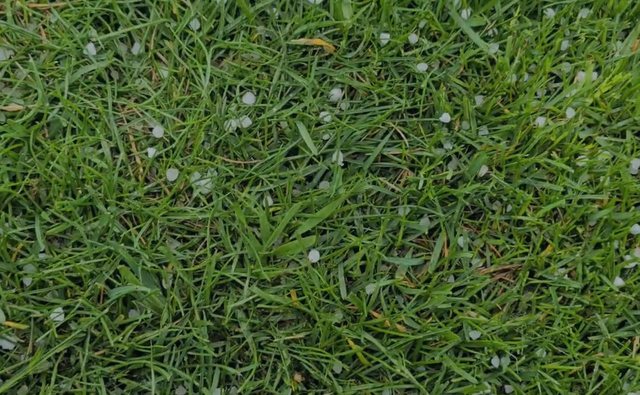 Breshër në Korçë, fermerët të shqetësuar: Mund të na shkaktojë dëme në bujqësi