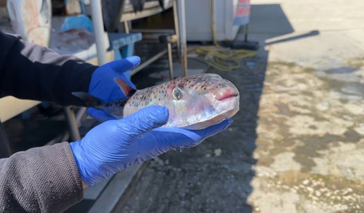 Peshku helmues në ujërat tona, specia e rrezikshme rikthehet dhe kapet nga peshkatarët në Vlorë: Nuk duhet ta hani