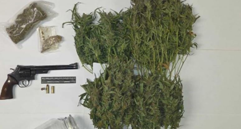 Zbulohet “depoja” e drogës në Itali/ Shqiptari 41-vjeçar kapet me mbi 2.6 kg marijuanë dhe pistoletë 44 Magnum pa leje