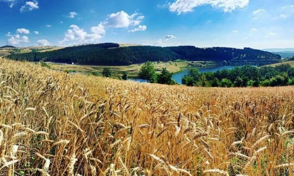MBPZHR-ja njofton programin e pagesave për kultivuesit, këto prodhime do të subvencionohen 