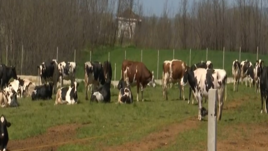 Fokusi i blegtorëve në ferma të mëdha rrit kërkesën për kushte më të mira