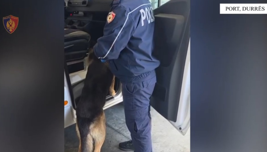 Tentoi të trafikonte mbi 3 mijë fara kanabisi në Shqipëri, arrestohet 24-vjeçari në Durrës