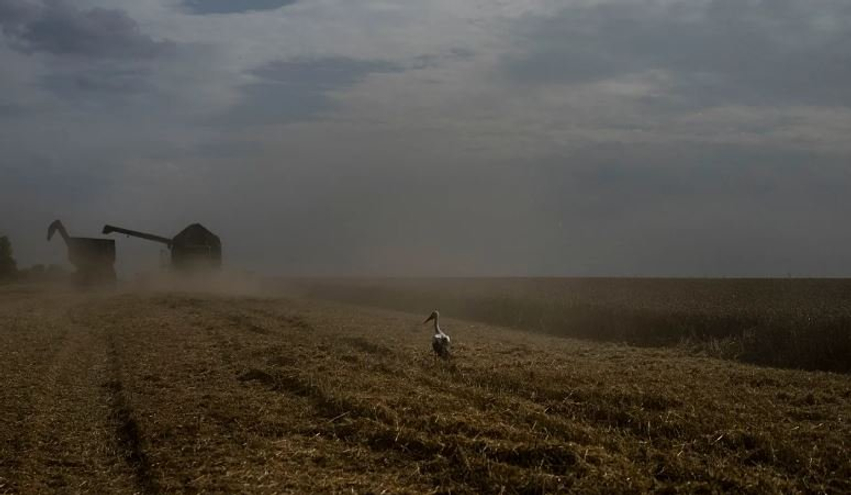 Kievi kritikon Egjiptin për pranimin e grurit të vjedhur nga Ukraina me transport rus