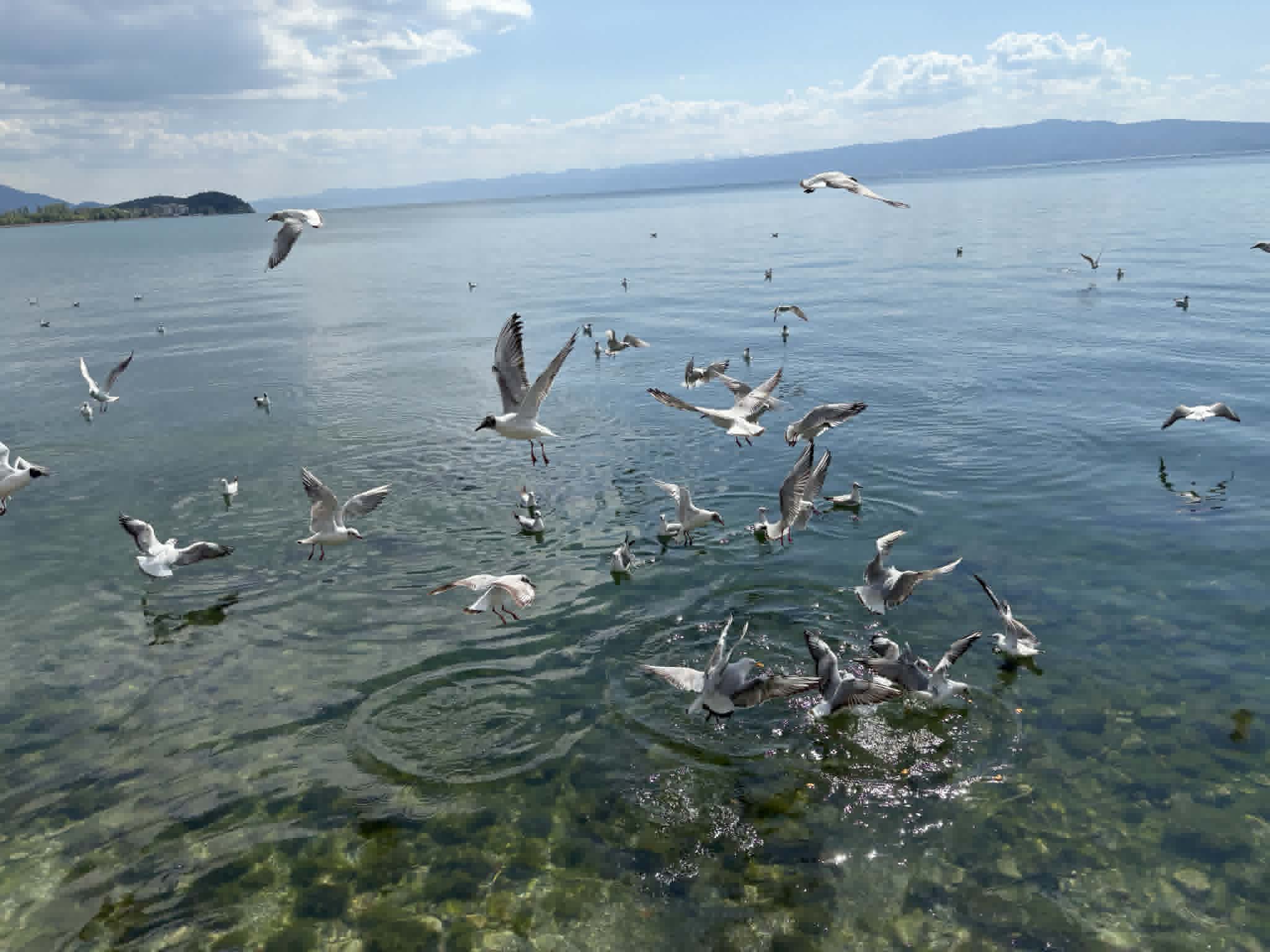 Pul&euml;bardhat mbi Liqeni i Ohrit krijojn&euml; nj&euml; pamje t&euml; gjall&euml; dhe pothuajse poetike, sidomos n&euml; m&euml;ngjeset e hershme...