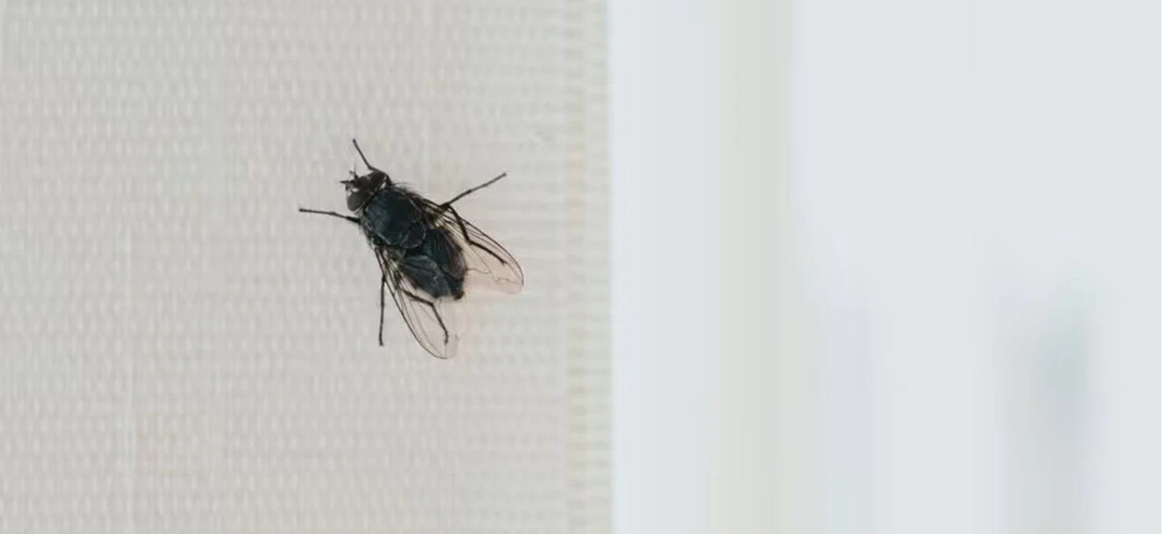 Vendoseni këtë perime te dritarja për të parandaluar mizat