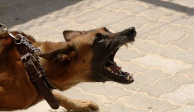 Vrau një qen endacak me armë gjahu në Kaçanik – Policia ia sekuestron pushkën