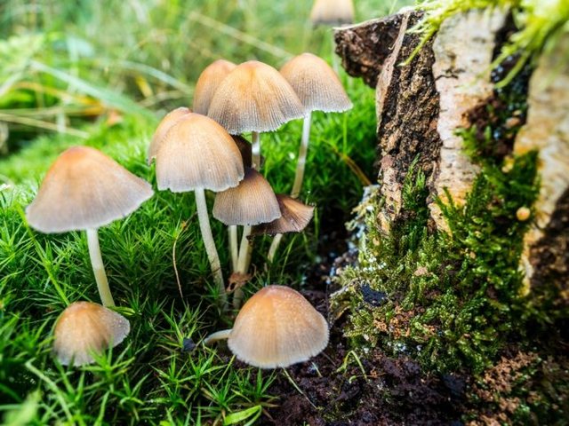 “Kërpudhat magjike” mund të ndihmojnë njerëzit të lënë duhanin